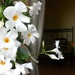 Quiete 斯帕达福拉